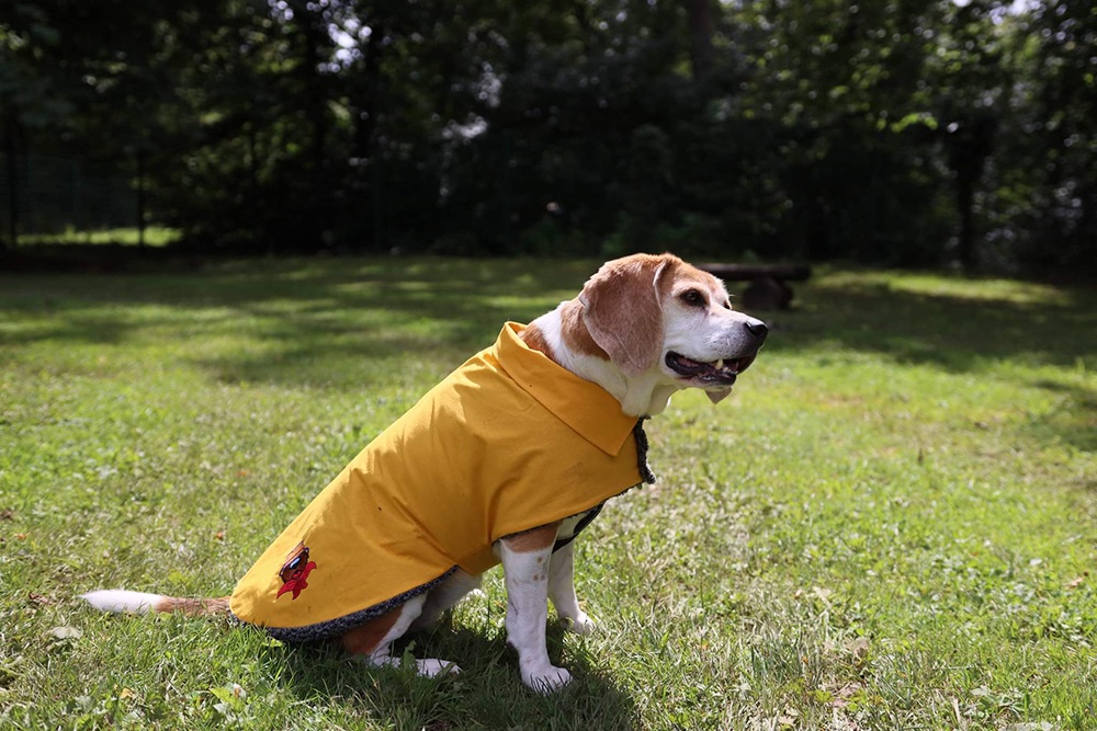 Manteau jaune pour chien, personnalisable et imperméable fait sur mesure