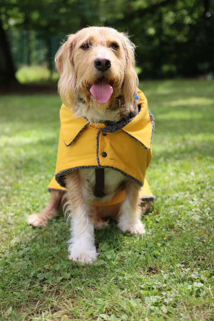 Manteau jaune pour chien, personnalisable et imperméable fait sur mesure