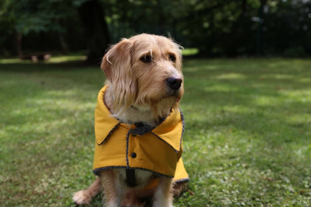 Manteau jaune pour chien, personnalisable et imperméable fait sur mesure