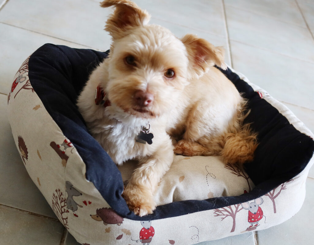 Coussin pour chien et chat de couleur bleu avec des motifs animaux