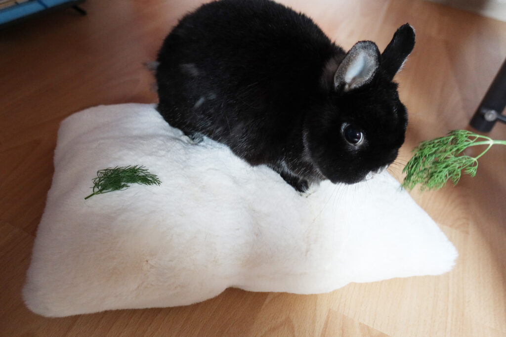 Coussin blanc pour chat et chien personnalisable