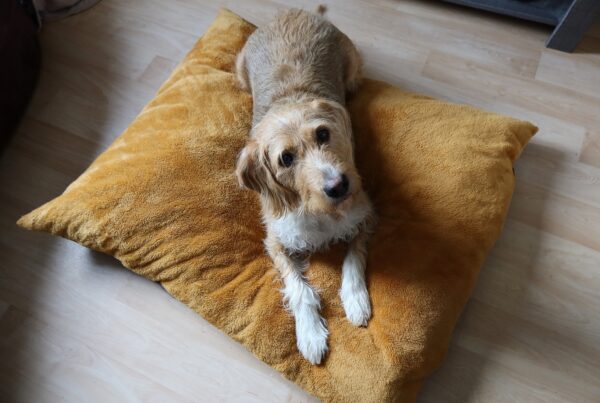 Coussin jaune pour chat et chien personnalisable