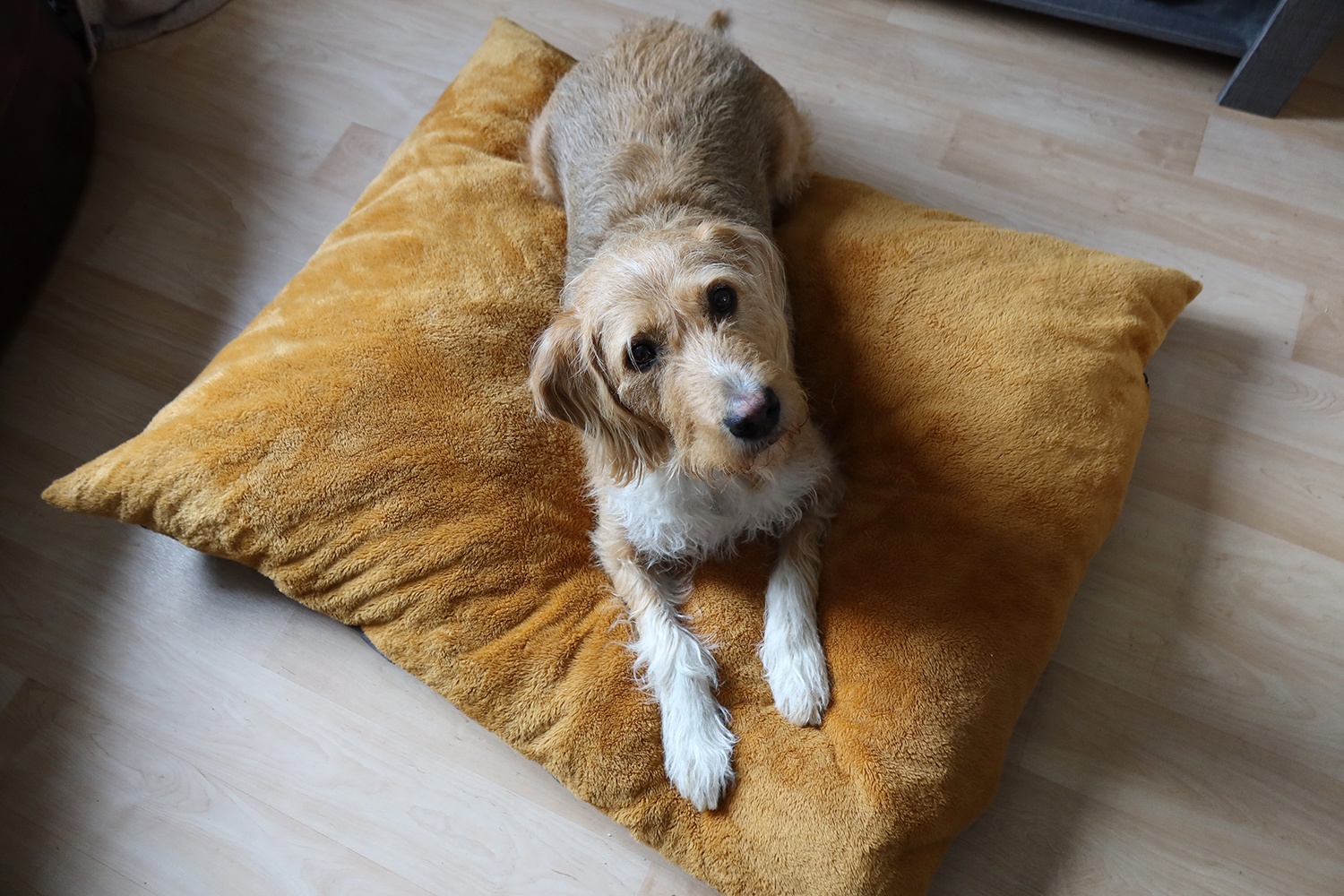 Coussin jaune pour chat et chien personnalisable