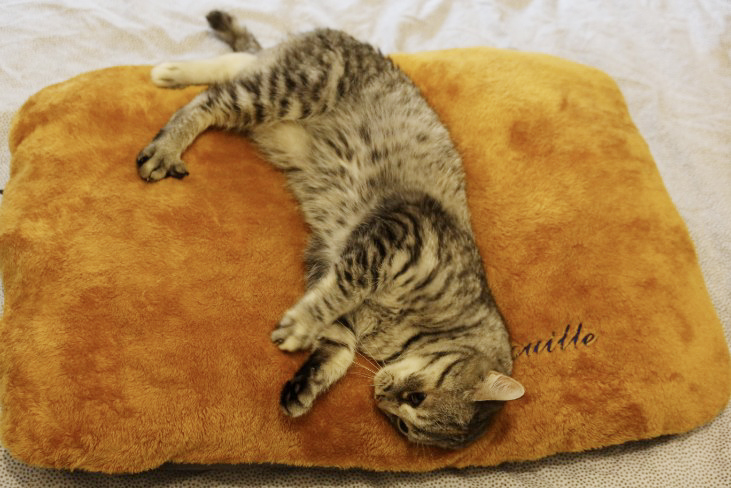 Coussin jaune pour chat et chien personnalisable