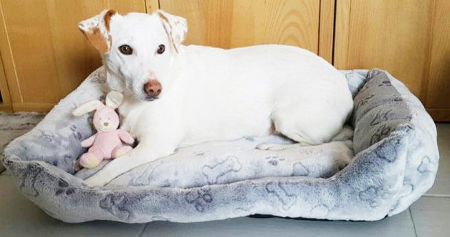 Coussin pour chien et chat de couleur grise