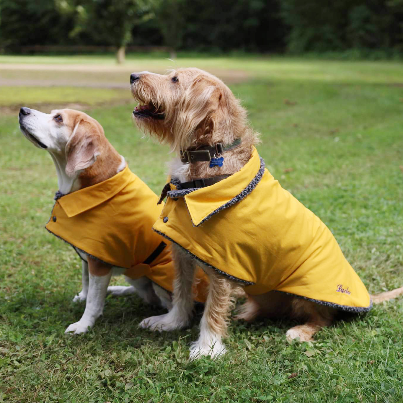 Deux chiens en manteau jaune personnalisé