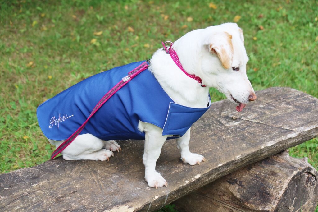 Manteau bleu imperméable fait main et personnalisé pour chien