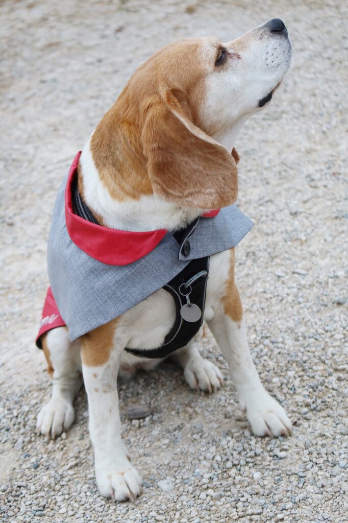 Manteau rouge et gris pour chien, personnalisable et imperméable fait sur mesure et fait main